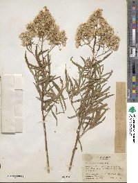 Baccharis glutinosa image