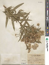 Baccharis glutinosa image