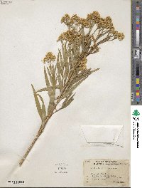 Baccharis glutinosa image