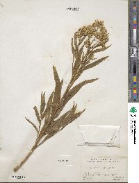 Baccharis glutinosa image