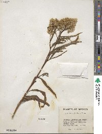 Baccharis glutinosa image