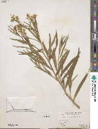 Baccharis glutinosa image