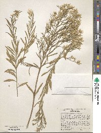 Baccharis neglecta image