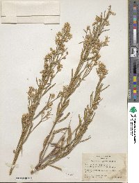 Baccharis neglecta image