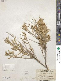 Baccharis neglecta image