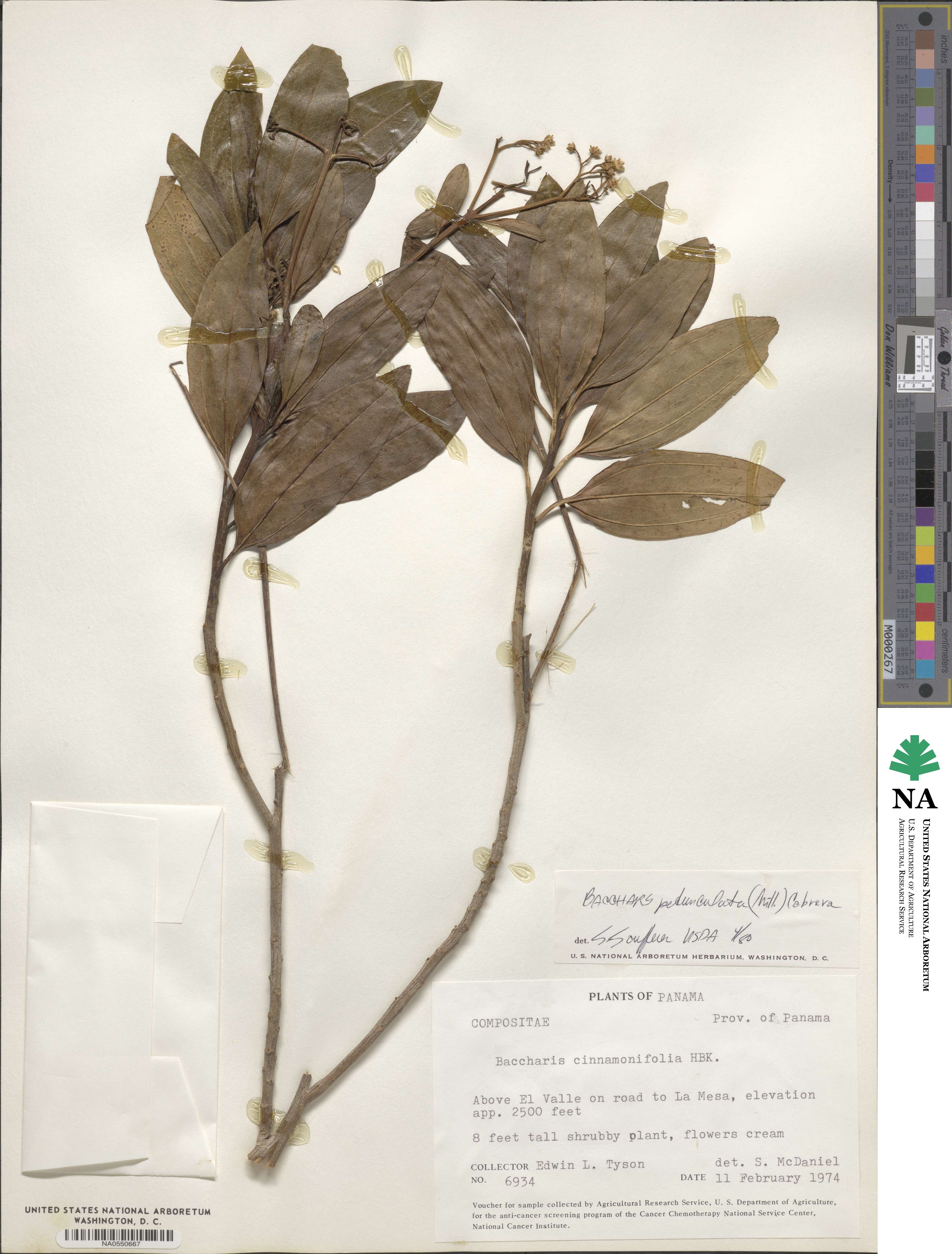 Baccharis pedunculata image