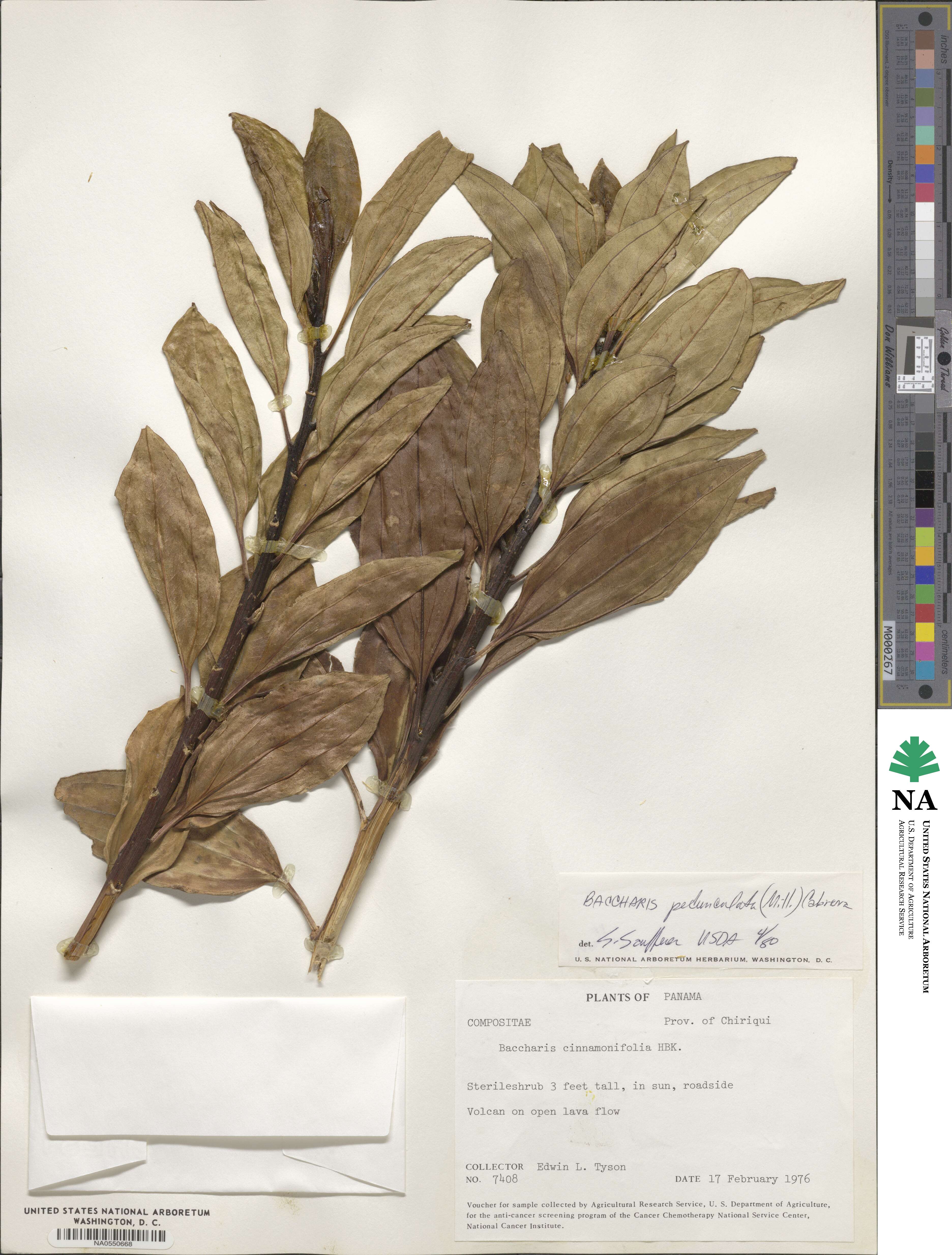 Baccharis pedunculata image
