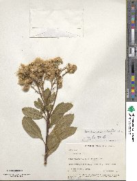 Baccharis pedunculata image