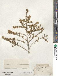 Baccharis pteronioides image