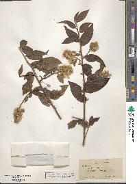 Baccharis rhexioides image