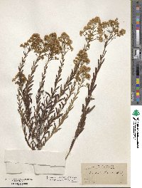 Baccharis thesioides image