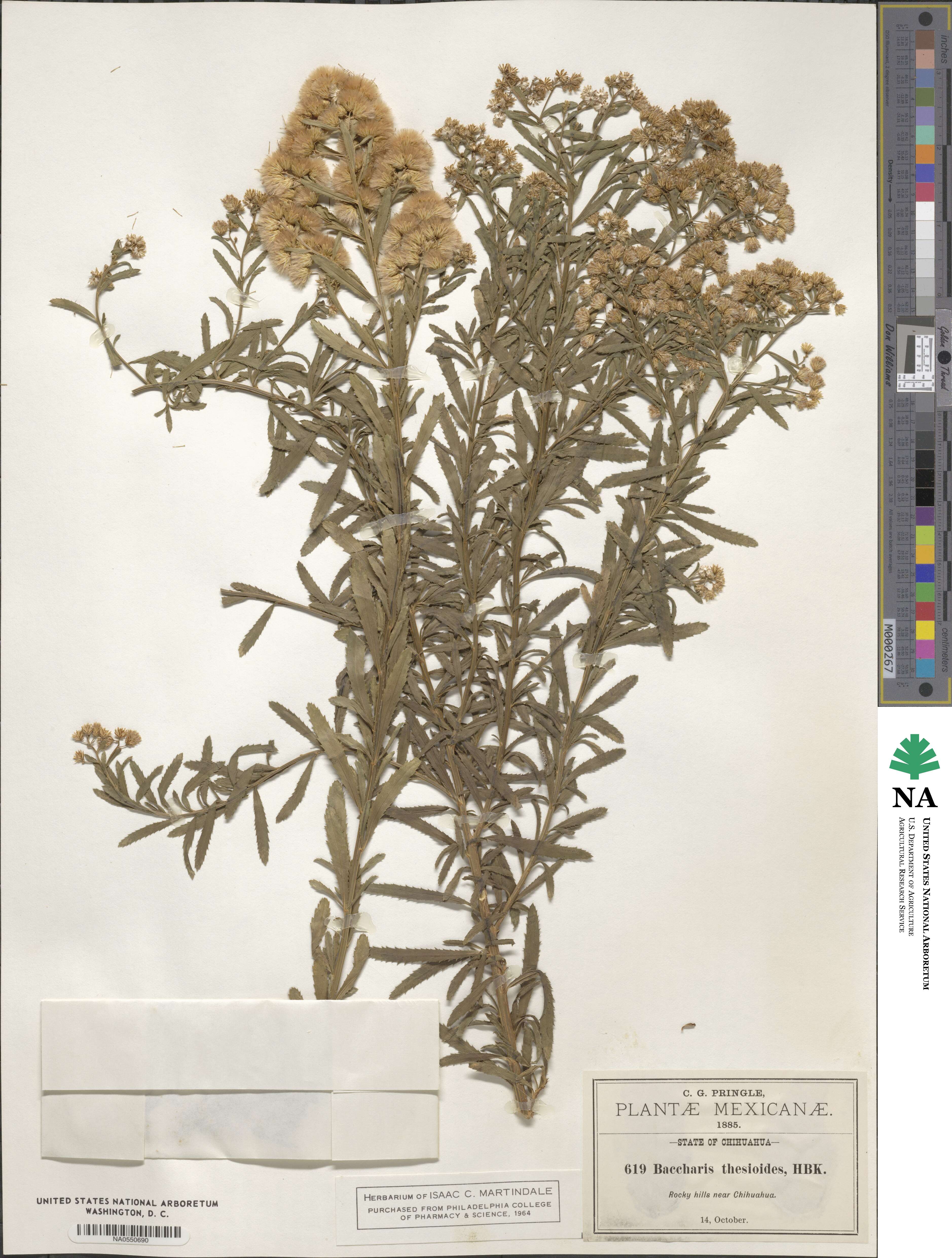 Baccharis thesioides image