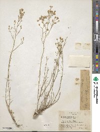 Baccharis thesioides image