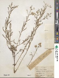 Baccharis thesioides image