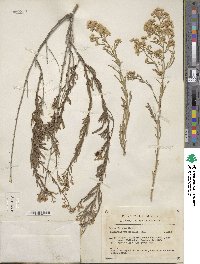 Baccharis thesioides image