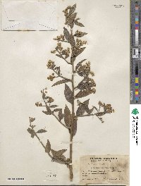 Baccharis rhexioides image