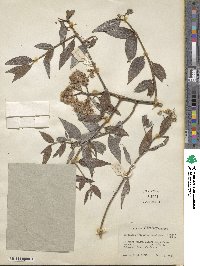 Baccharis rhexioides image