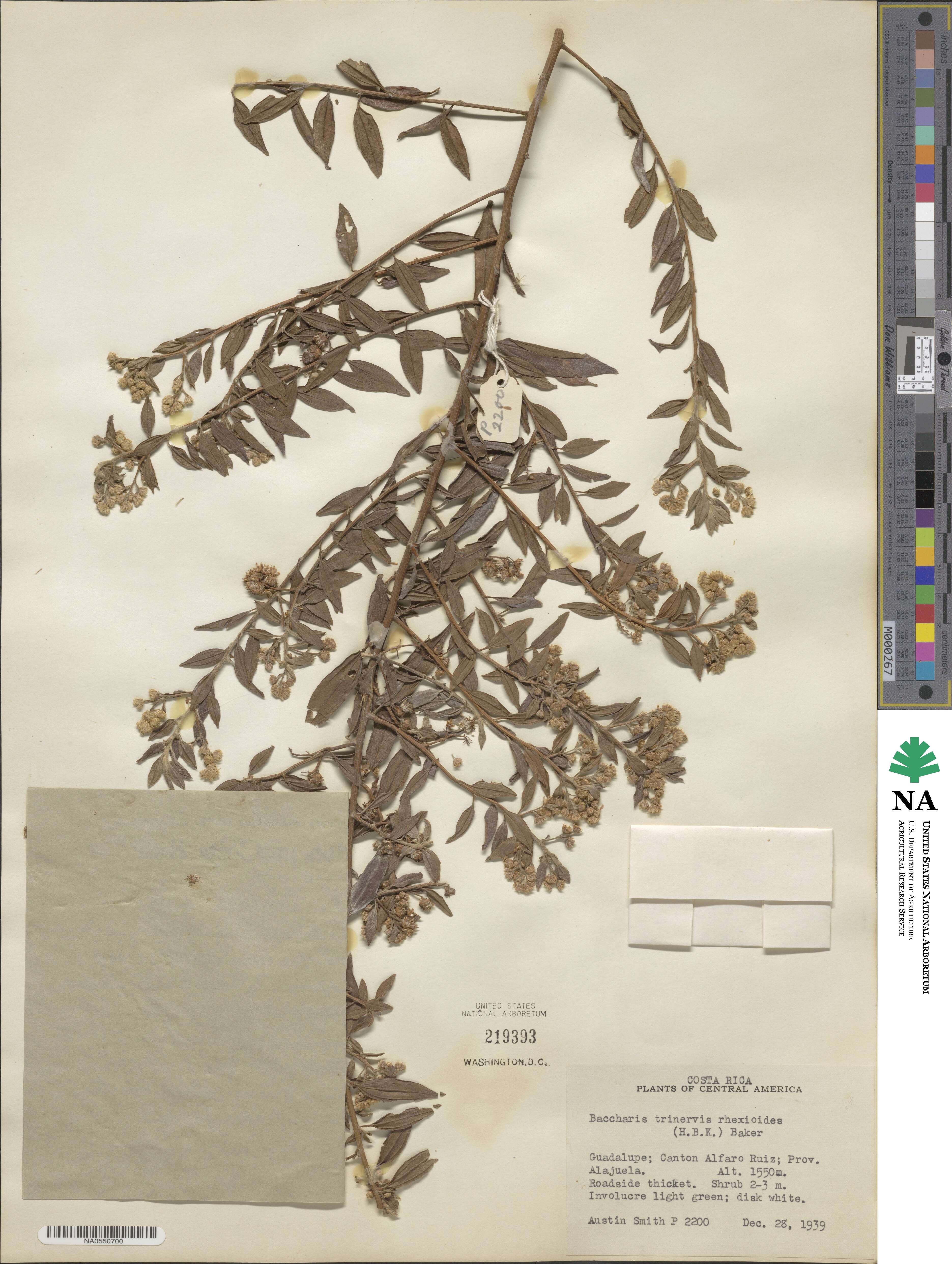 Baccharis rhexioides image