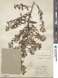 Baccharis rhexioides image