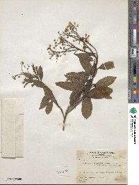 Baccharis rhexioides image