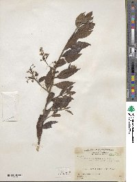 Baccharis rhexioides image