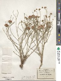 Baccharis wrightii image