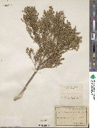 Baccharis myrsinites image