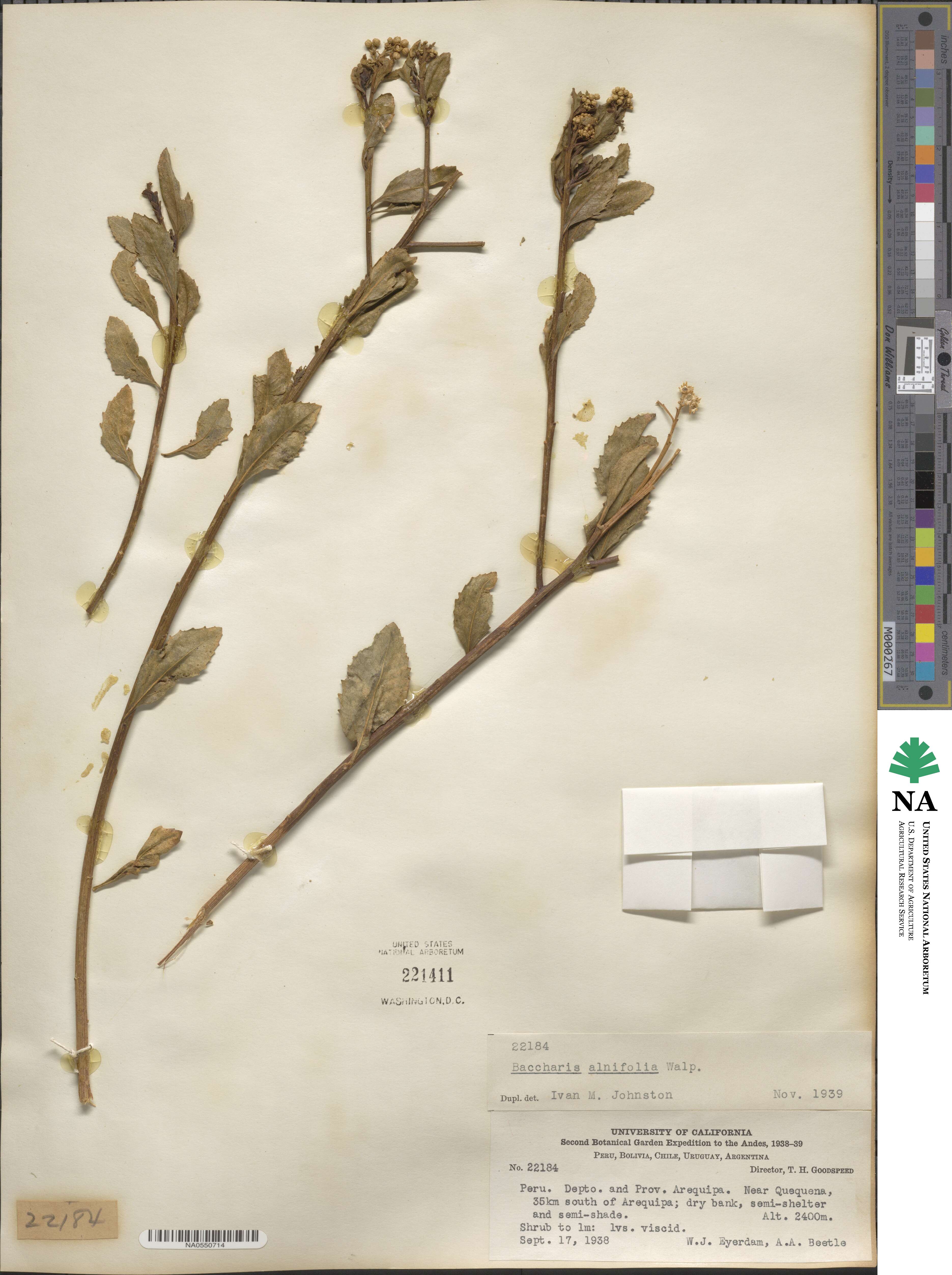 Baccharis alnifolia image