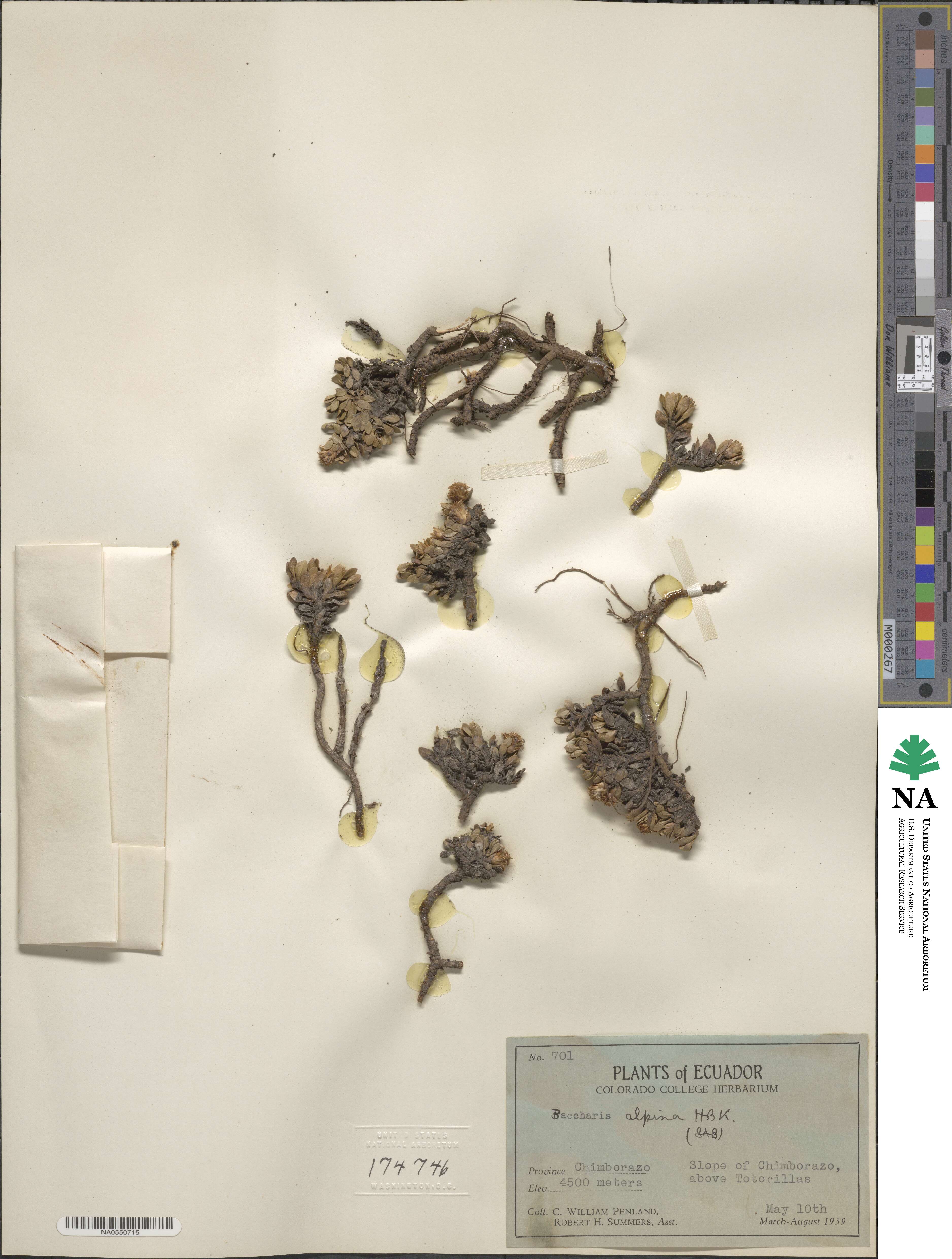 Baccharis alpina image