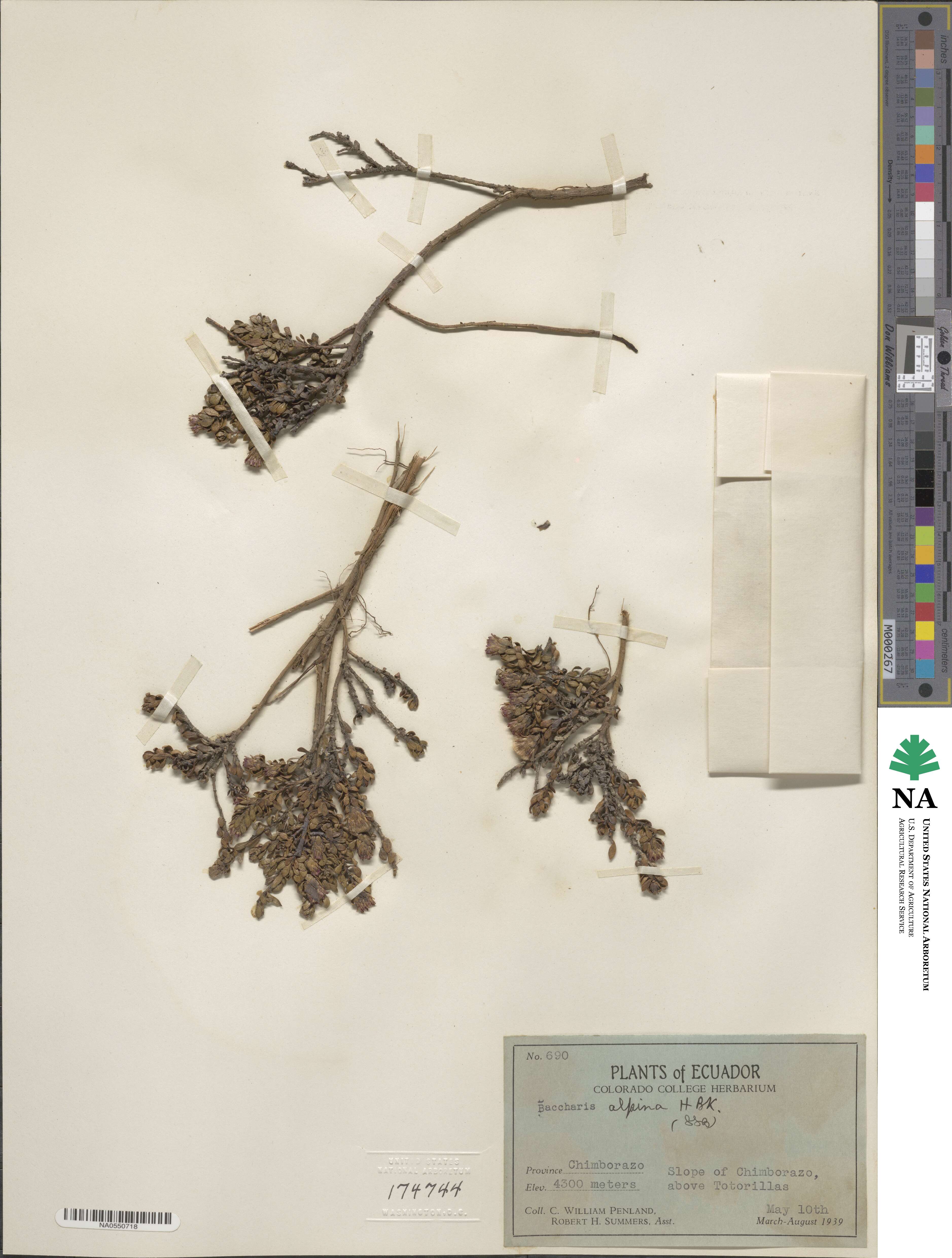 Baccharis alpina image