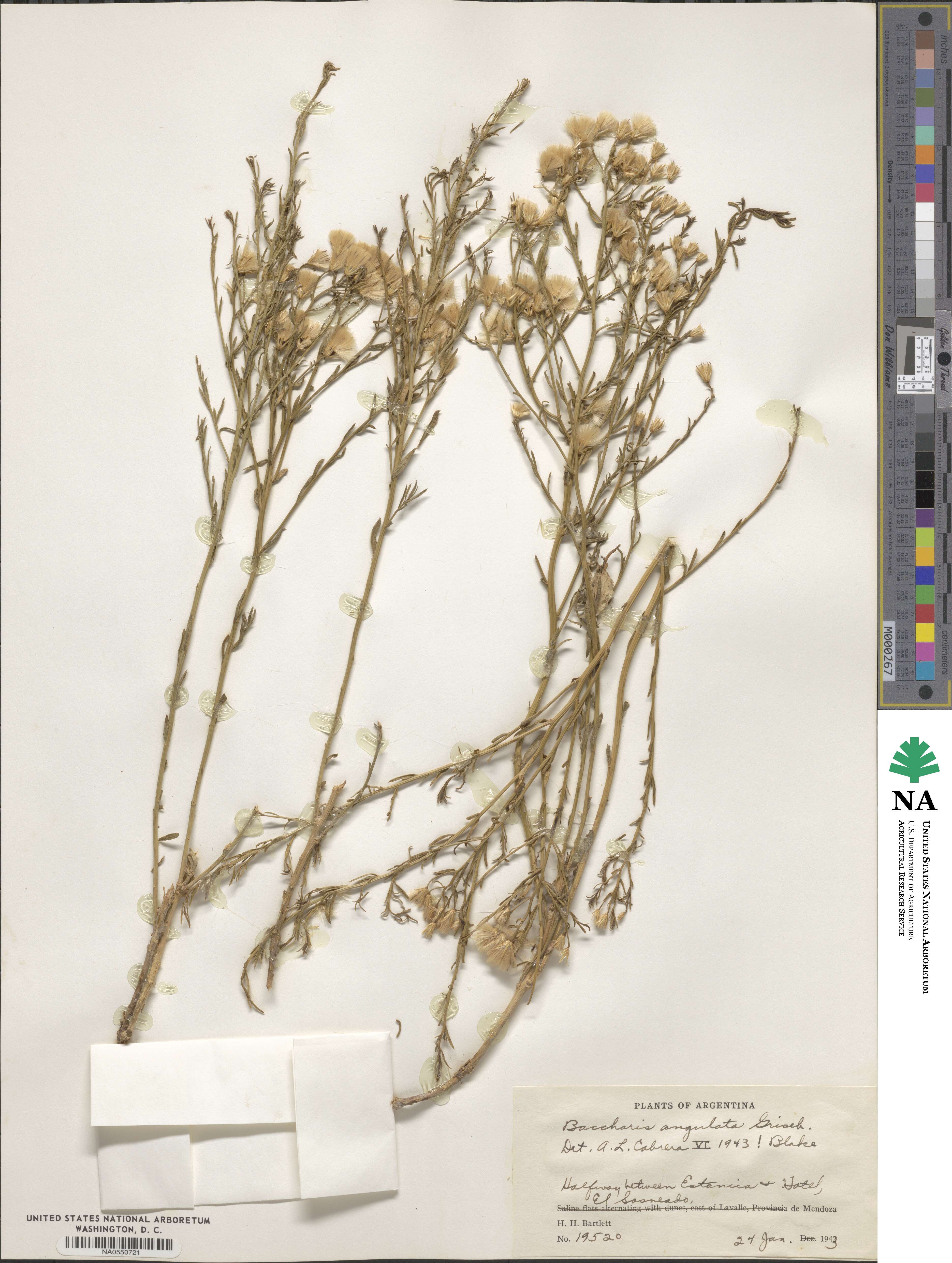 Baccharis darwinii image