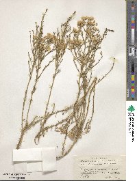 Baccharis darwinii image