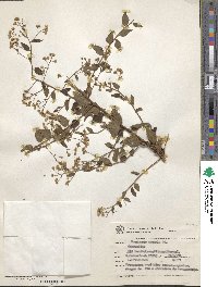 Baccharis anomala image