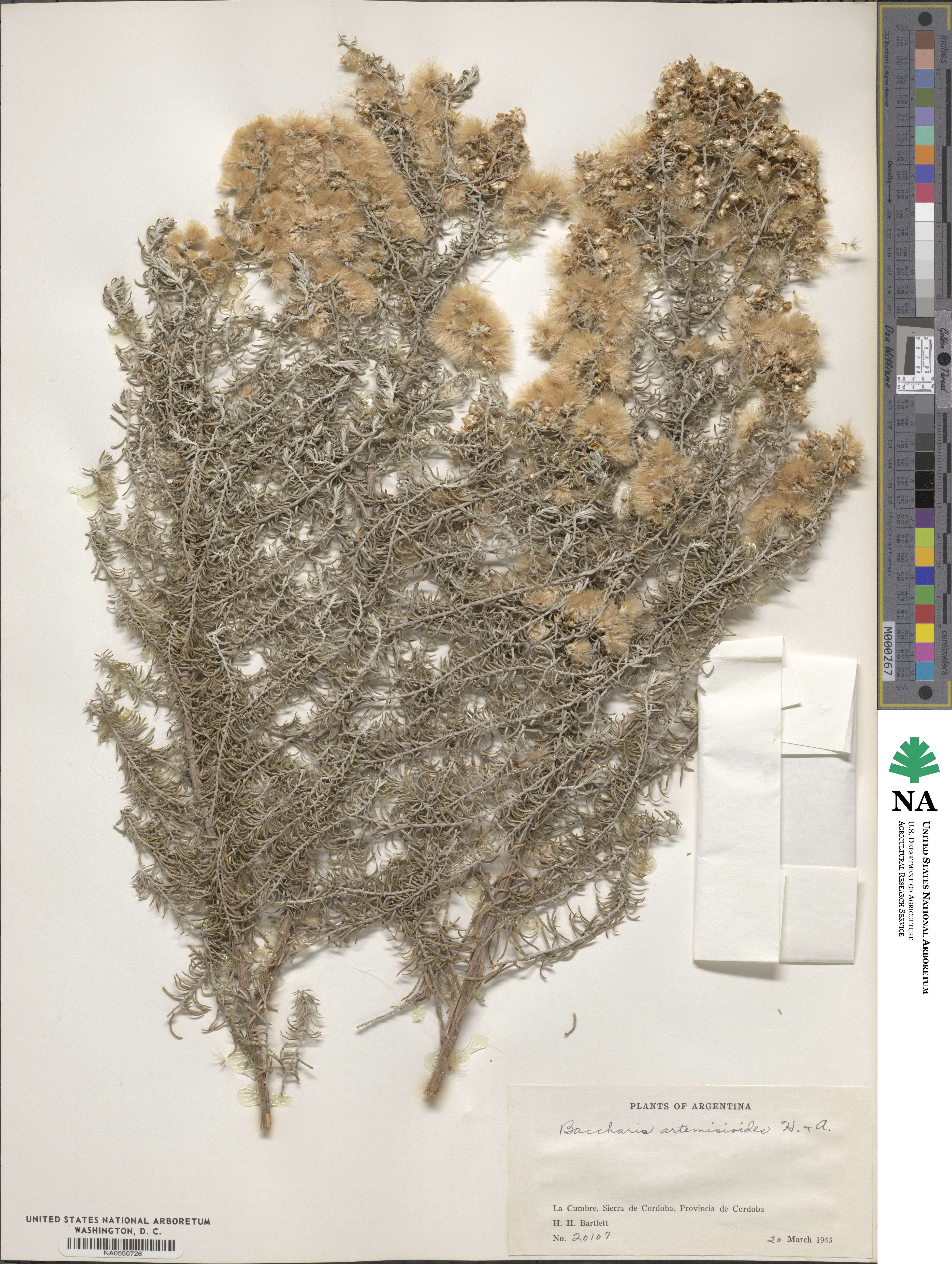 Baccharis artemisioides image