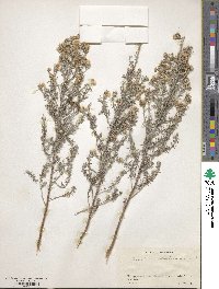 Baccharis artemisioides image