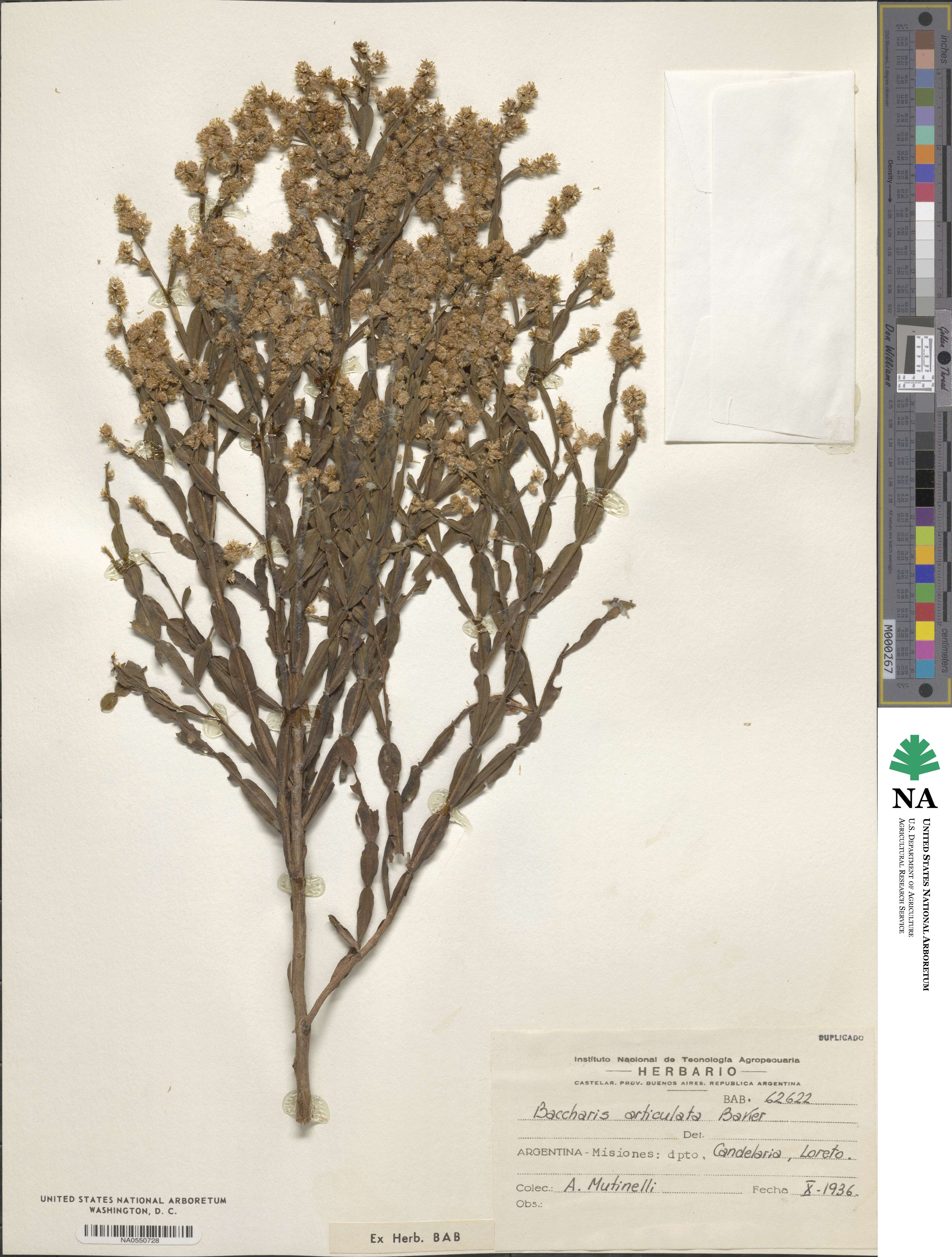 Baccharis articulata image