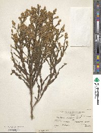 Baccharis articulata image