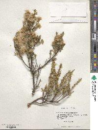 Baccharis neaei image