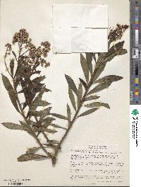 Baccharis brachylaenoides image