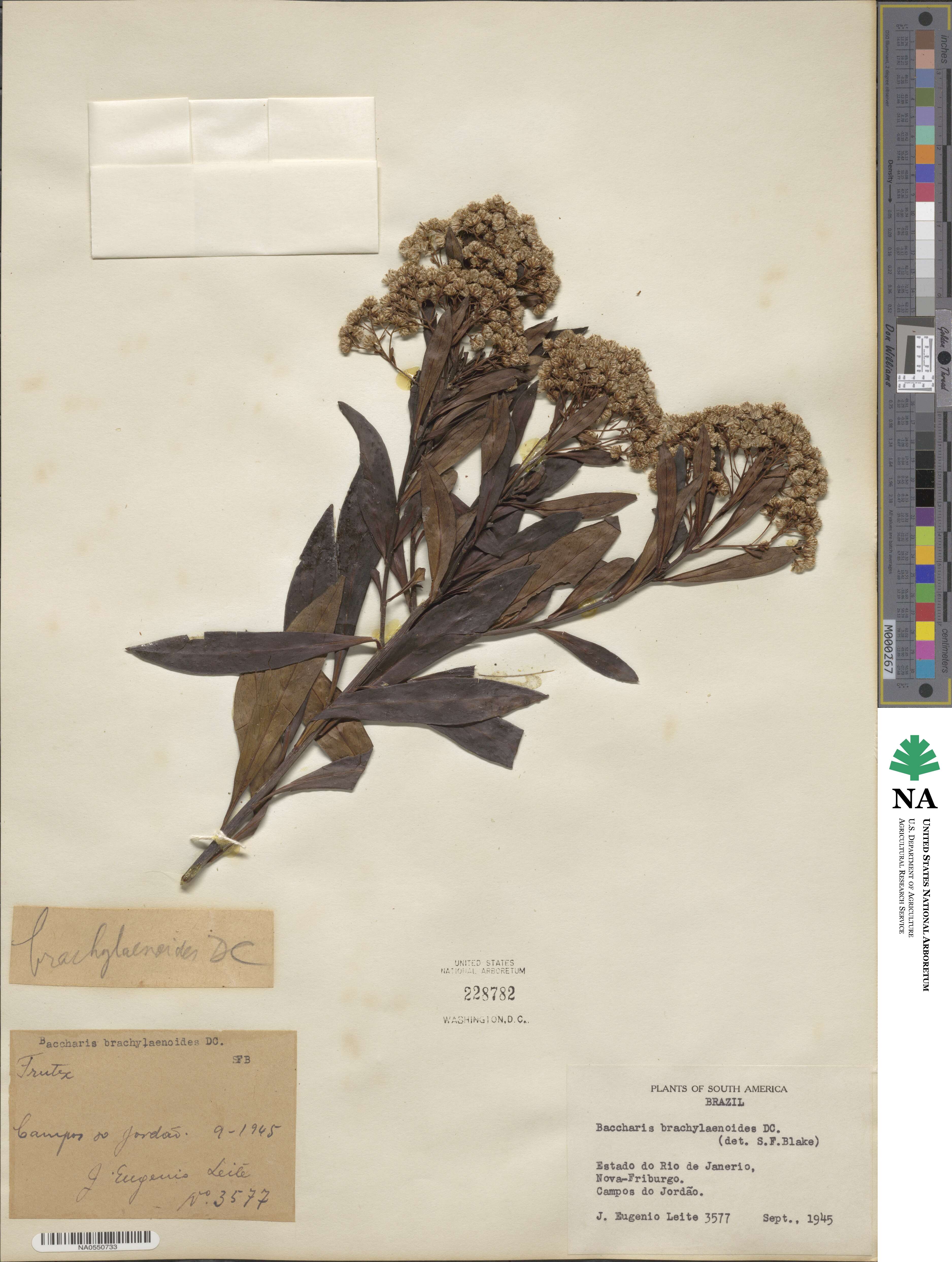 Baccharis brachylaenoides image
