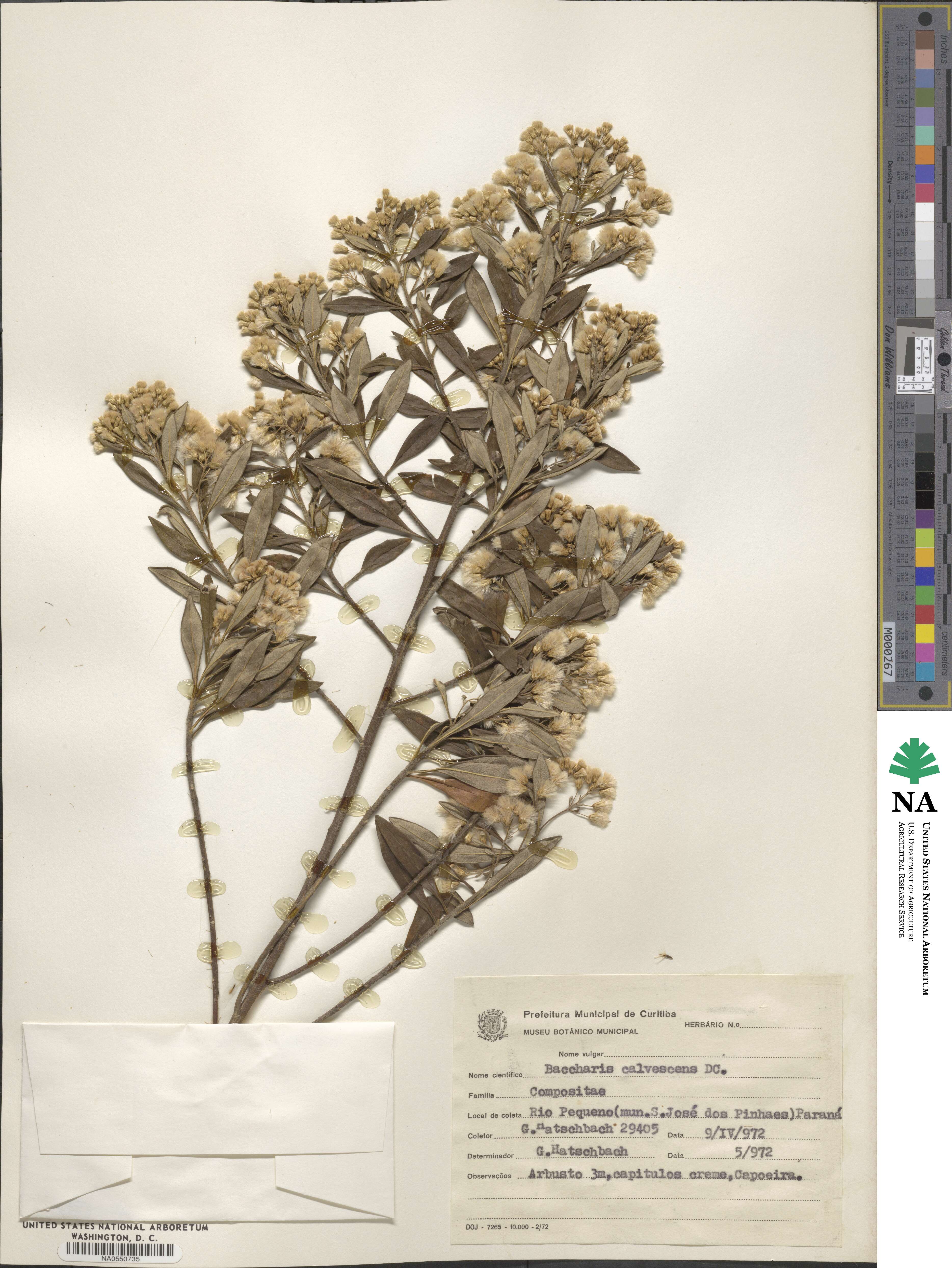 Baccharis calvescens image