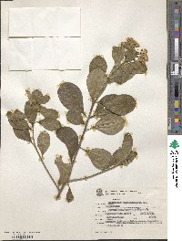 Baccharis singularis image