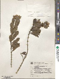 Baccharis singularis image