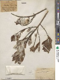 Baccharis singularis image