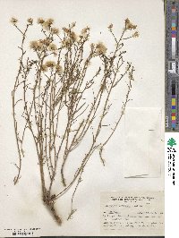 Baccharis darwinii image