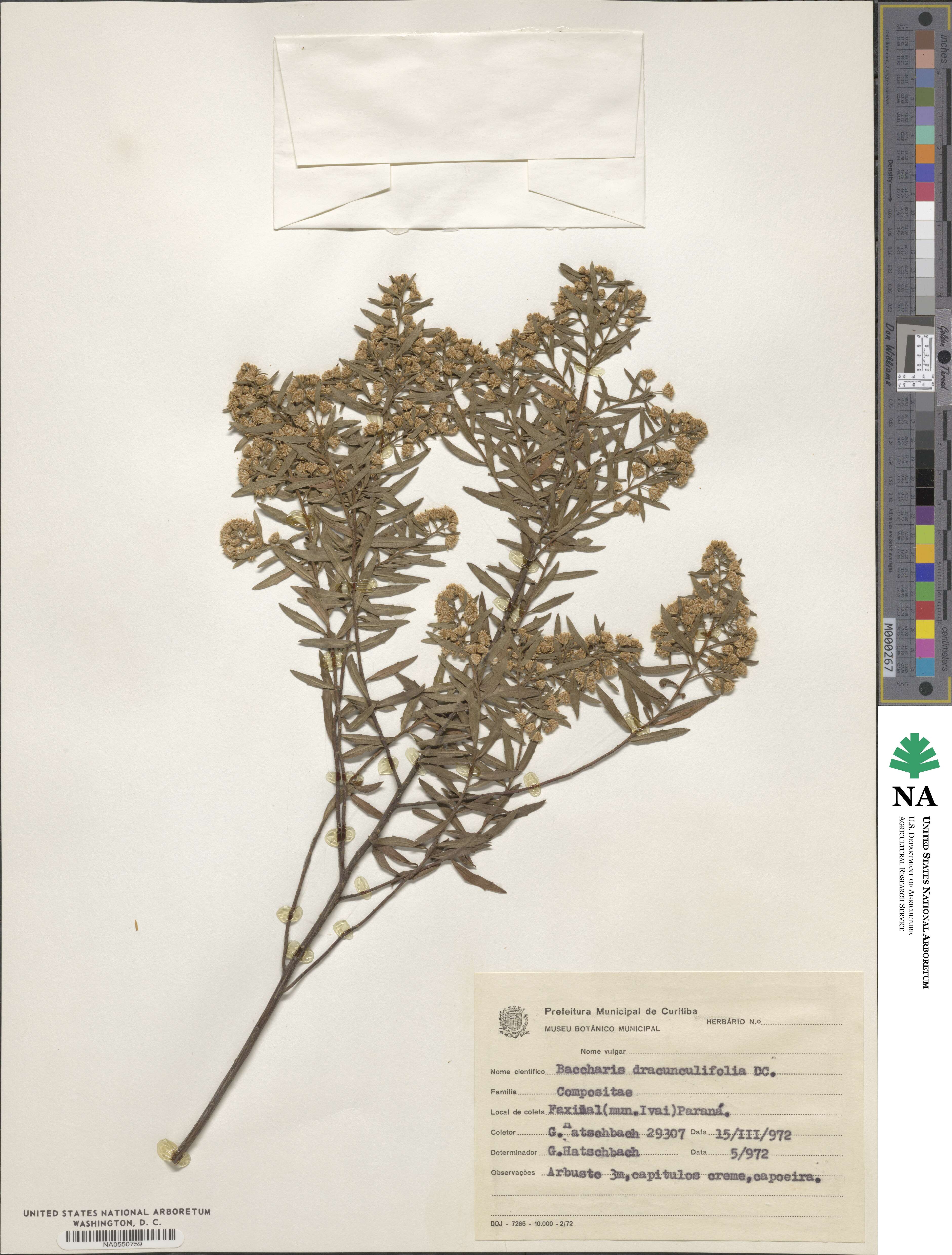 Baccharis dracunculifolia image