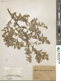 Baccharis dracunculifolia image