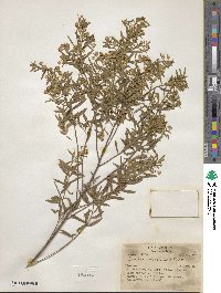 Baccharis dracunculifolia image