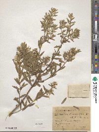 Baccharis dracunculifolia image