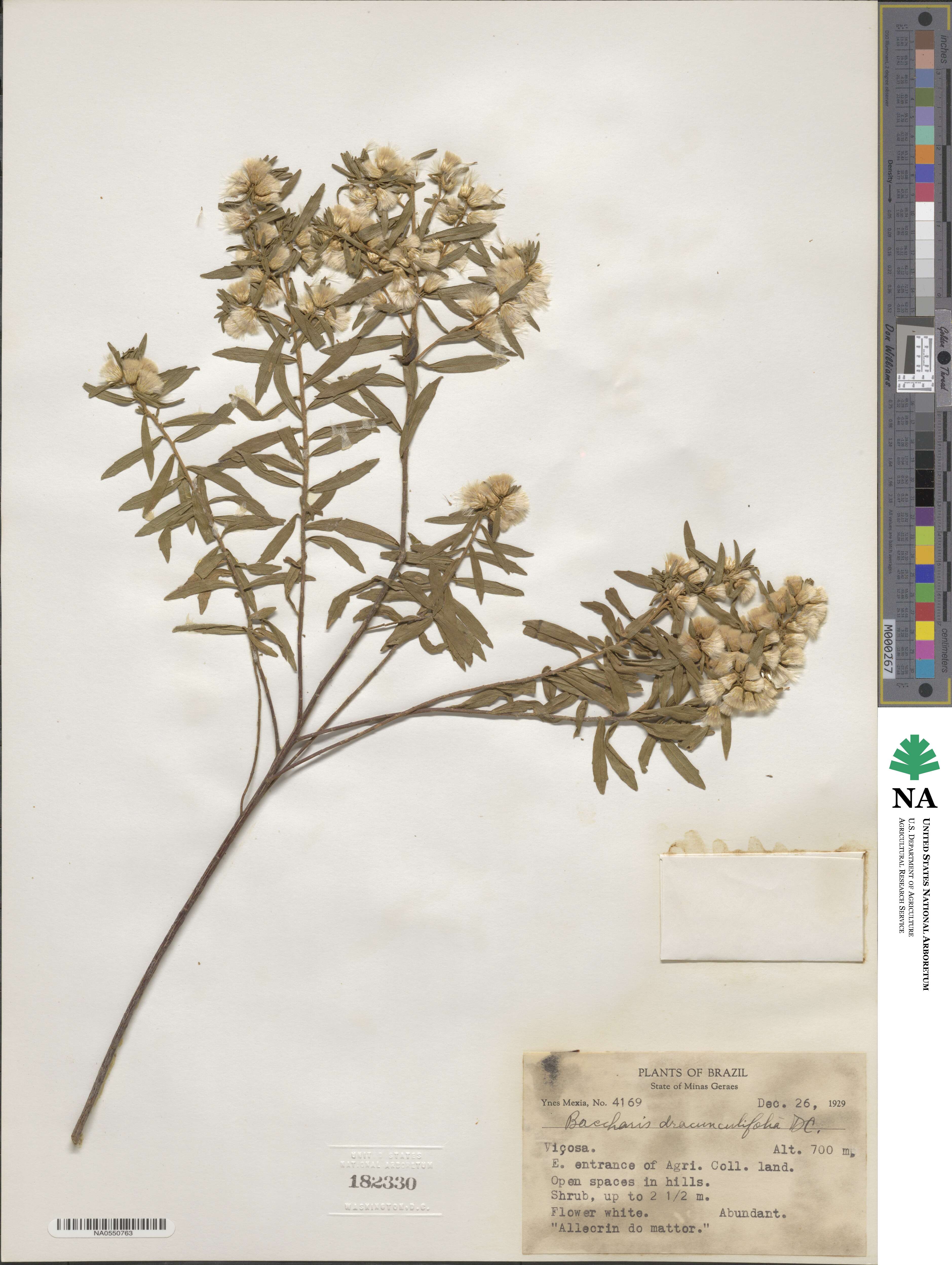 Baccharis dracunculifolia image